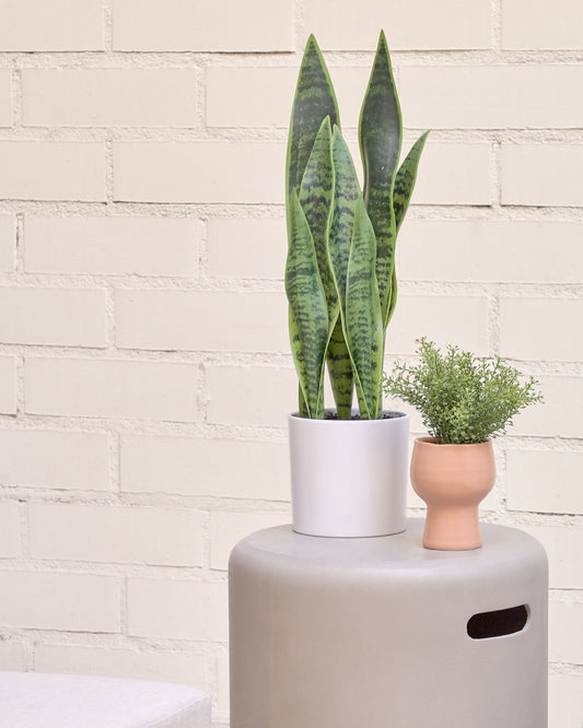 Plante artificielle Sansevieria avec pot blanc 55 cm