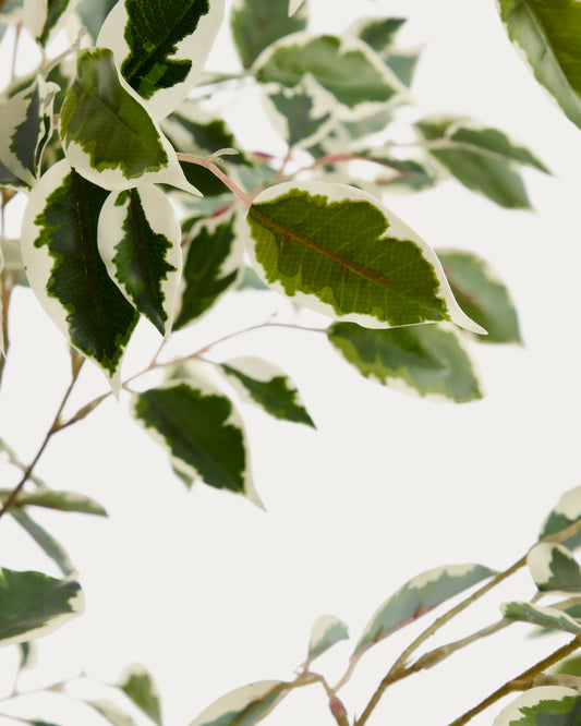 Arbre artificiel Ficus Benjamina avec pot noir 180 cm